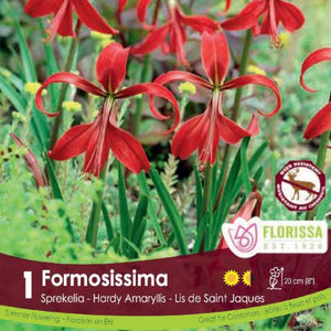 Sprekelia Formosana red spring bulb