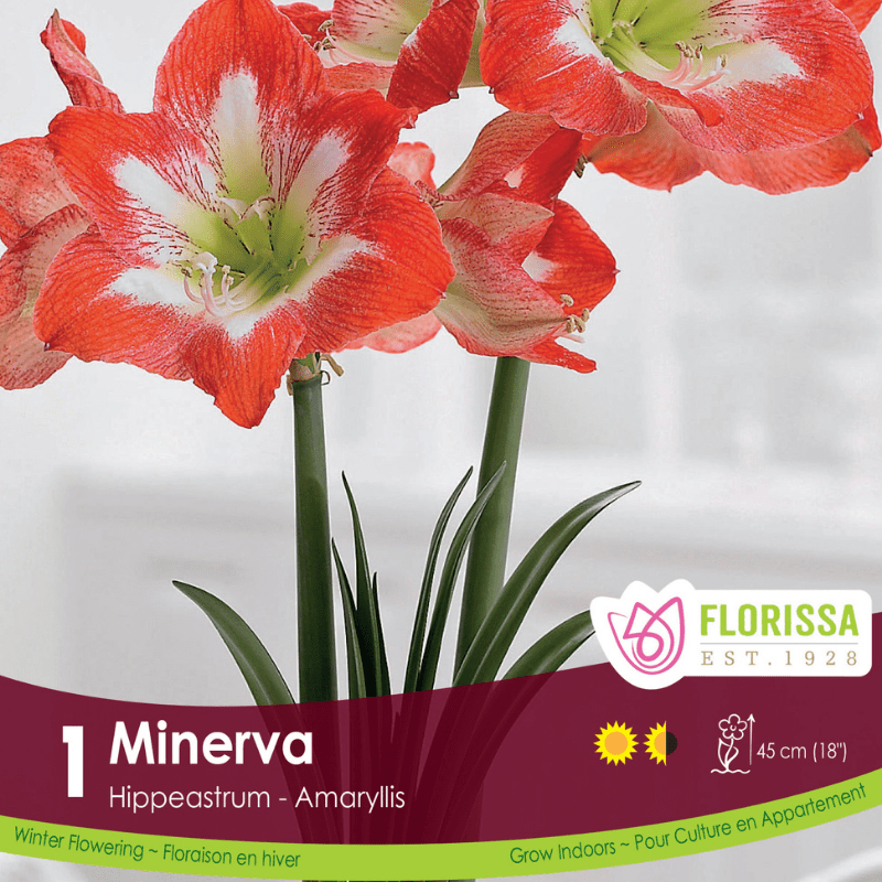 Amaryllis Minerva