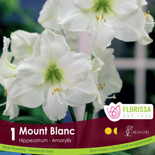 Amaryllis Mount Blanc