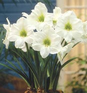 Amaryllis - Mount Blanc'