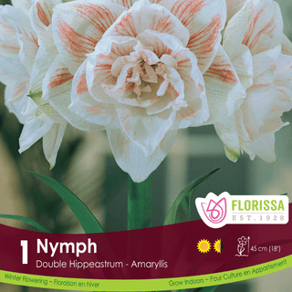 Amaryllis - Nymph