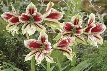 Amaryllis - Papillio, Novelty