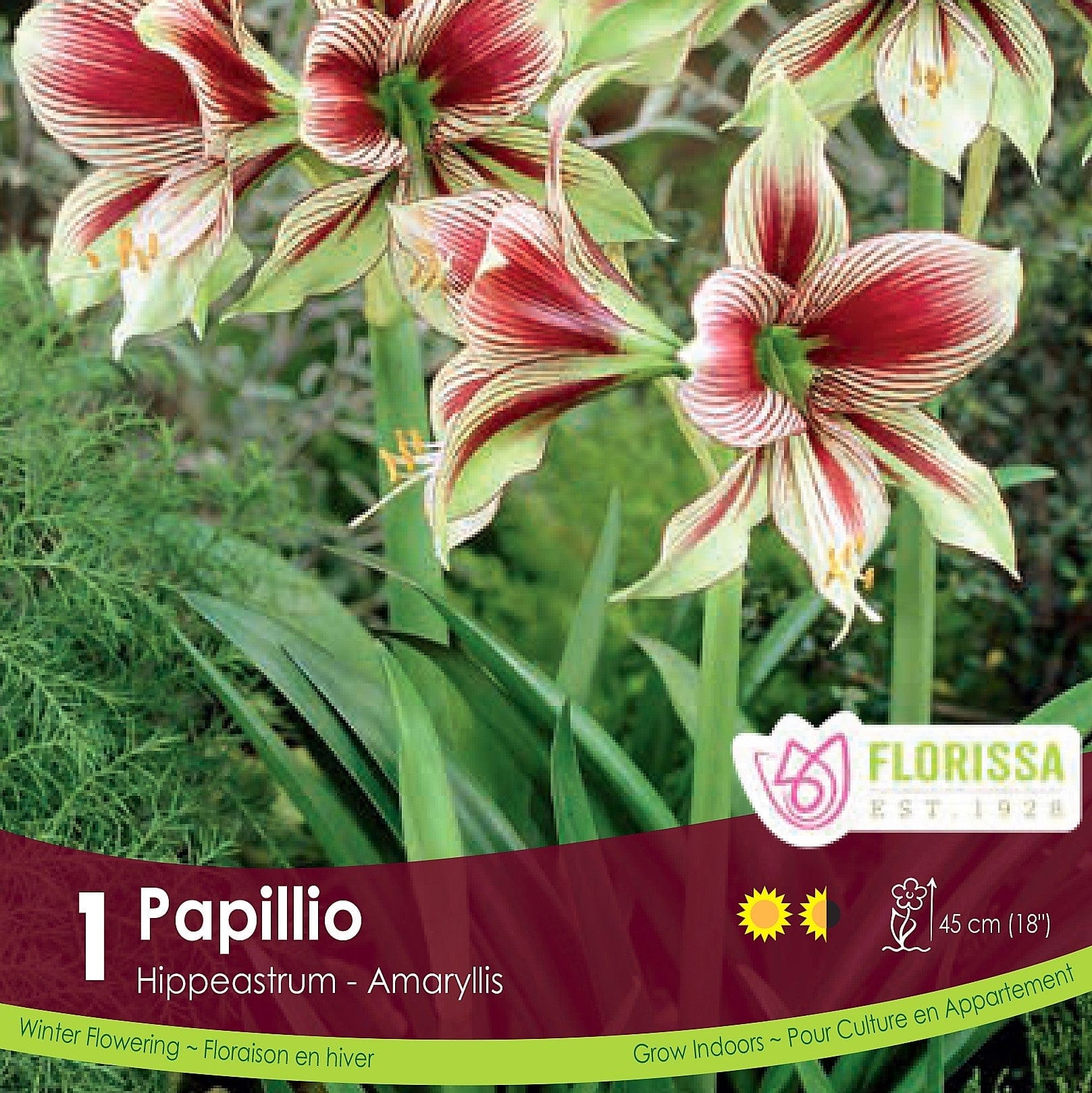 Novelty Amaryllis Papillio 