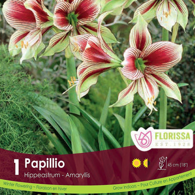 Amaryllis - Papillio, Novelty