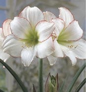 Amaryllis - Picotee, Novelty