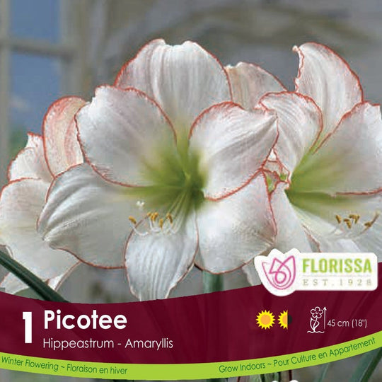 Novelty Amaryllis Picotee