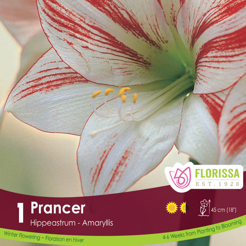 Amaryllis Christmas Bloom Prancer