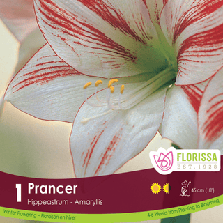 Amaryllis - Prancer