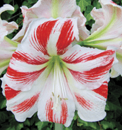 Amaryllis - Prancer