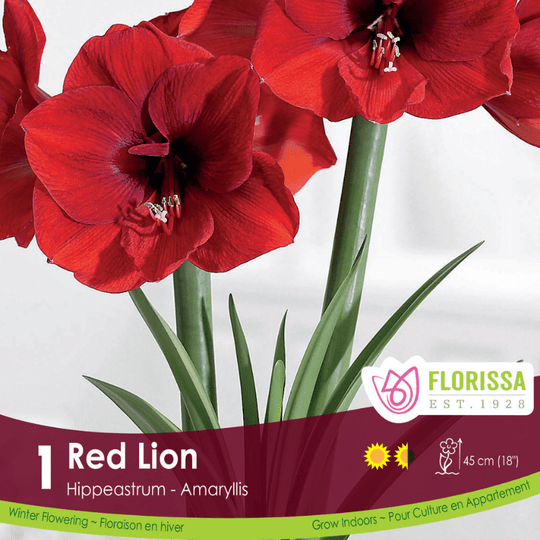 Amaryllis Red Lion