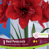 Amaryllis - Red Peacock