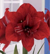 Amaryllis - Red Peacock