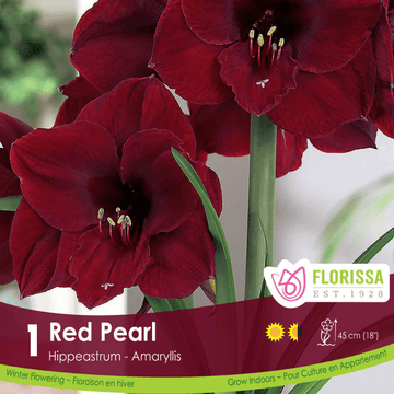 Amaryllis - Red Pearl
