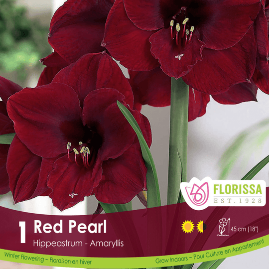 Amaryllis Red Pearl