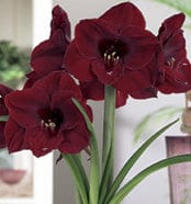 Amaryllis - Red Pearl