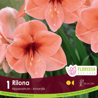 Amaryllis - Rilona