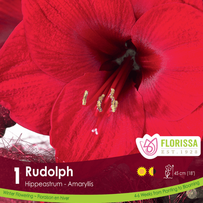 Amaryllis - Rudolph