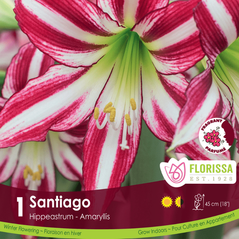 Amaryllis - Santiago, Novelty