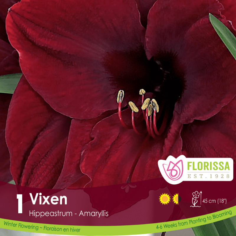 Amaryllis Christmas Bloom Vixen