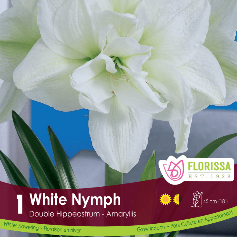 Amaryllis Double White Nymph