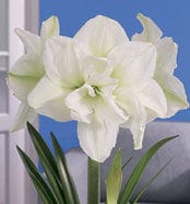 Amaryllis - White Nymph