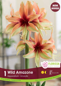Amaryllis - Wild Amazone