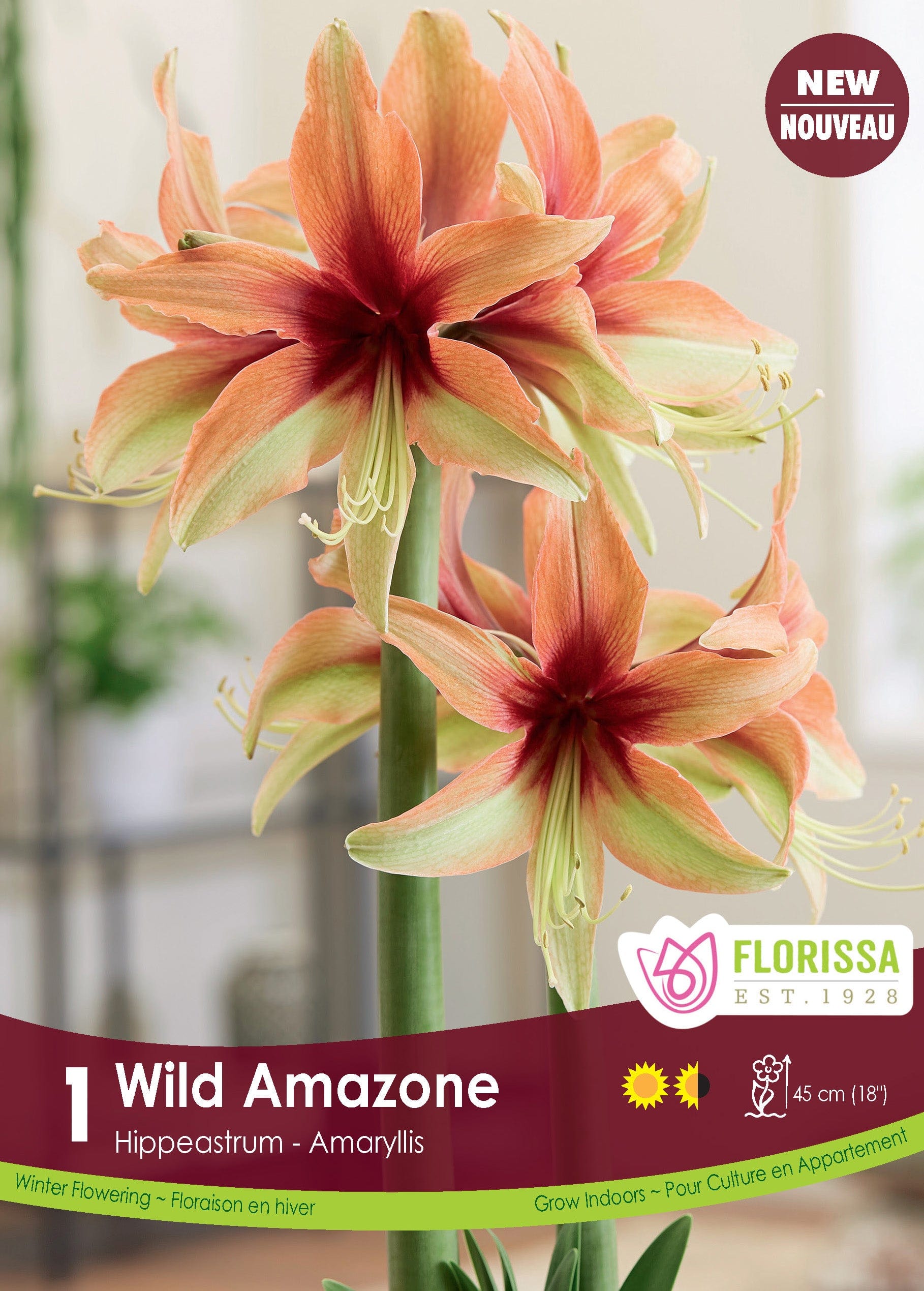 Amaryllis - Wild Amazone