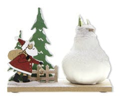 Amaryllis - Winter Wonderland, Santa