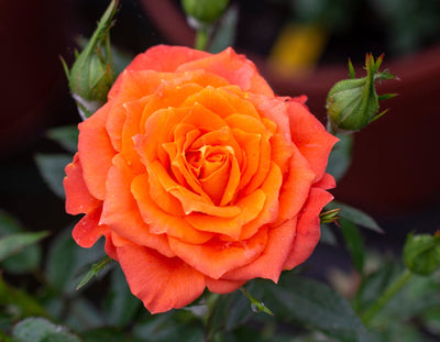 Spring into action... Preorder Your Roses Before They're All Picked!