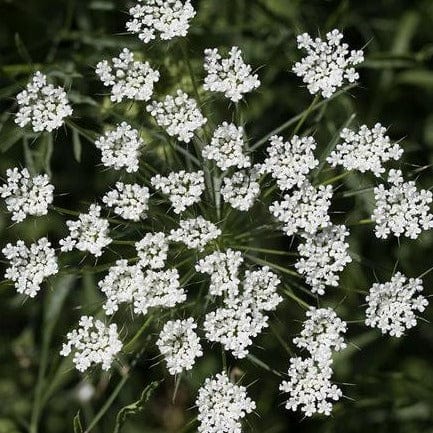 Ammi Bishop's Flower - West Coast Seeds