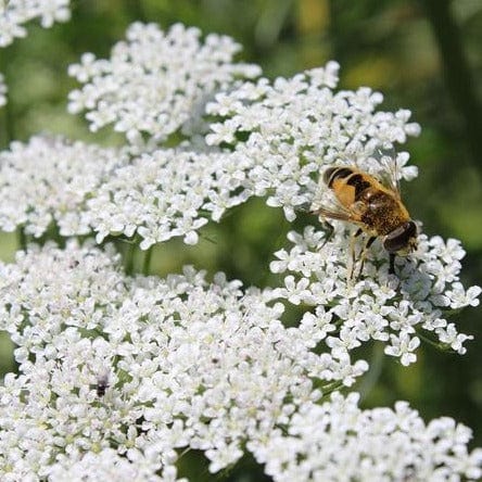 Ammi Bishop's Flower - West Coast Seeds