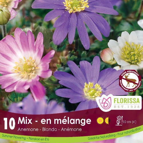 Anemone - Blanda Mix, 10 Pack