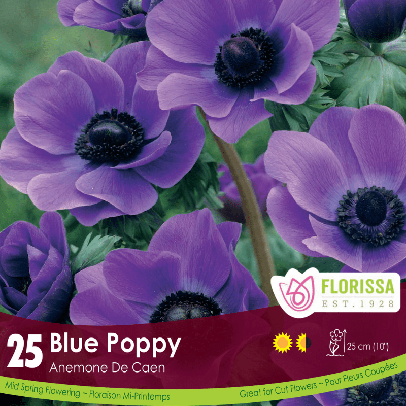 Anemone Fall Planting De Caen Blue Poppy - Bonus Pack