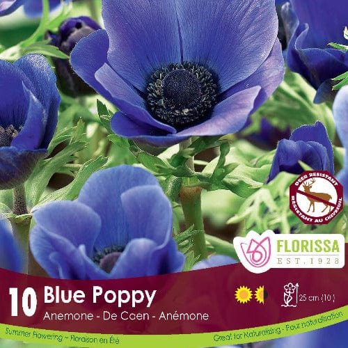 Anemone De Caen Blue Poppy Spring