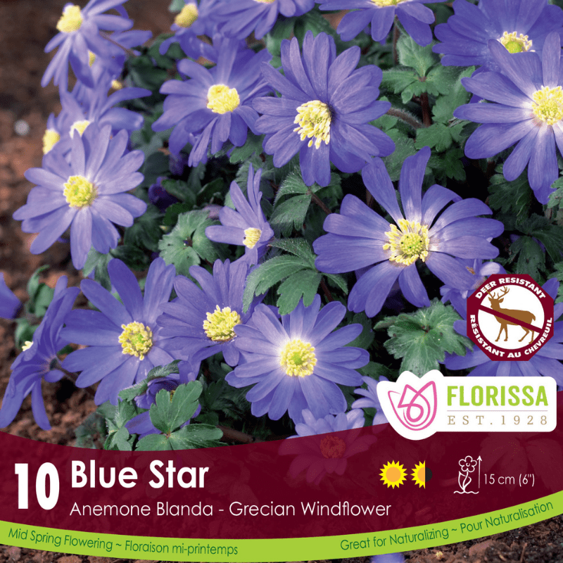Anemone Blanda Blue Star