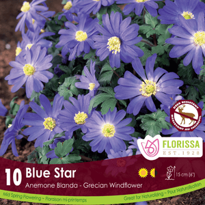 Anemone Blanda Blue Star