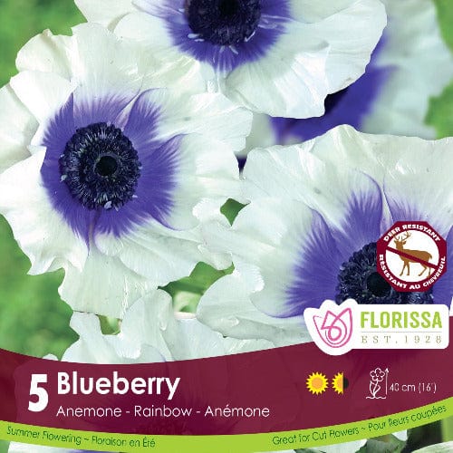 Anemone - Blueberry, 5 Pack