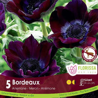 Anemone - Bordeaux (Spring) 5 Pack