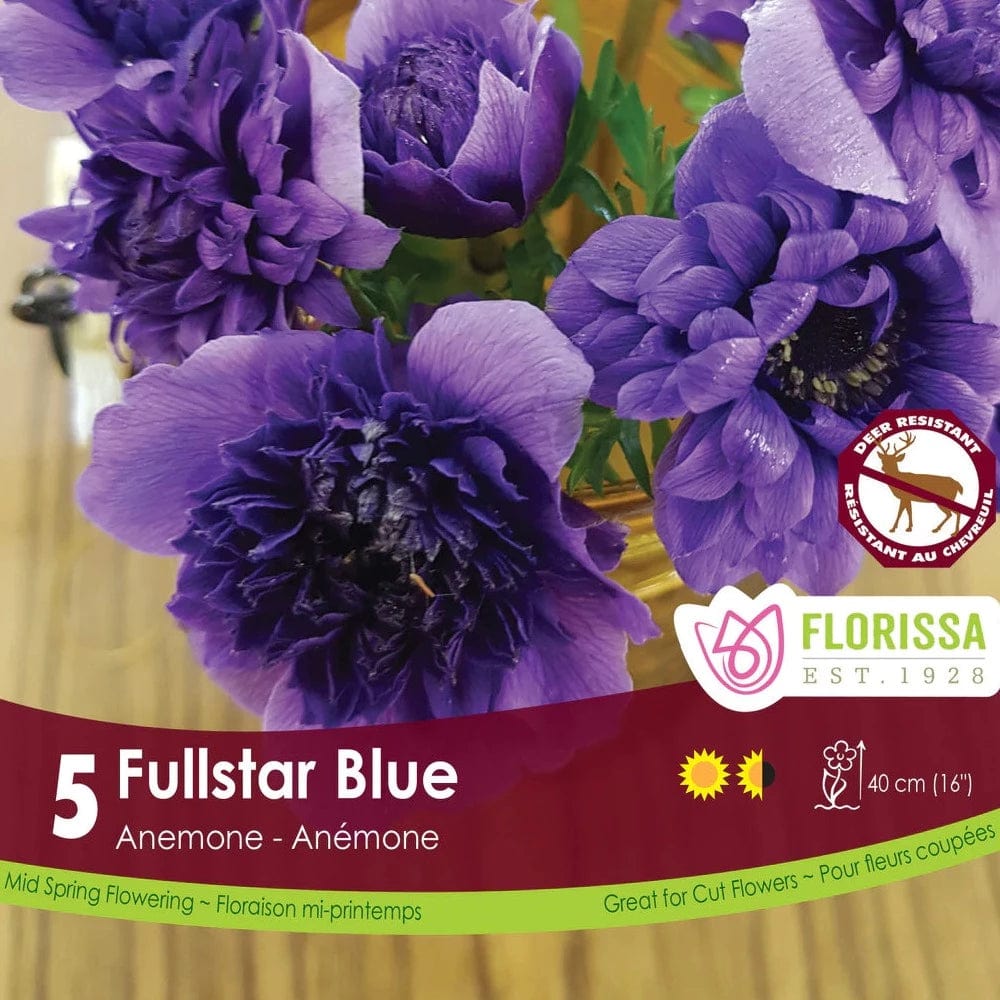 Anemone Fullstar Blue | Fall Planting Bulbs – Wildwood Outdoor Living