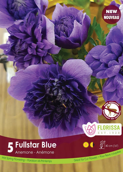 Anemone - Fullstar Blue (Spring), 5 Pack