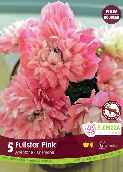 Anemone - Fullstar Pink (Spring), 5 Pack