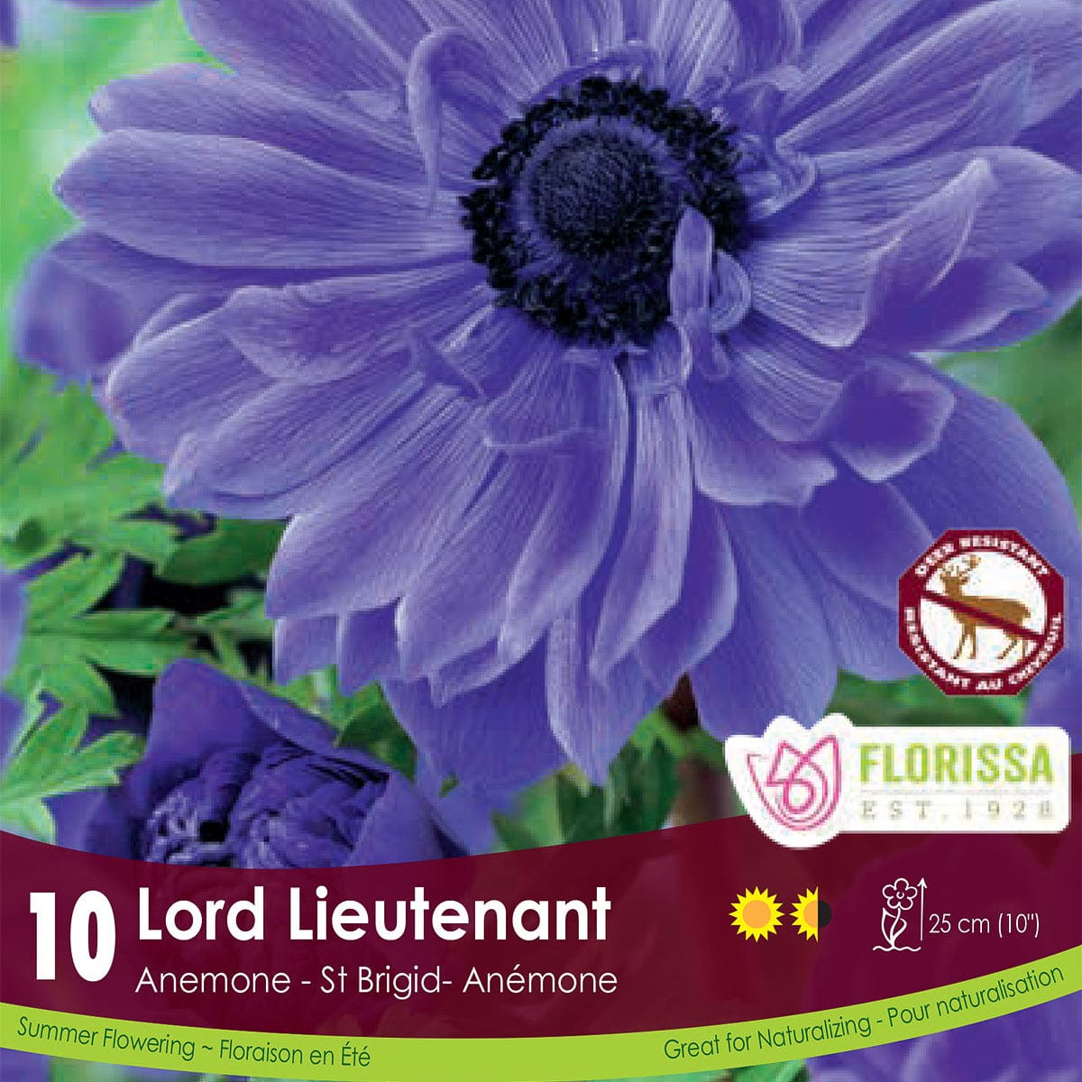 Anemone Lord Lieutenant Purple Blue Spring Bulbs