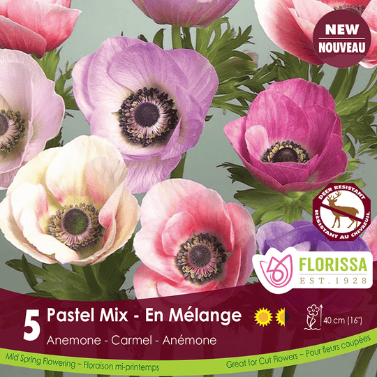 Anemone - Pastel Mix (Spring), 5 Pack