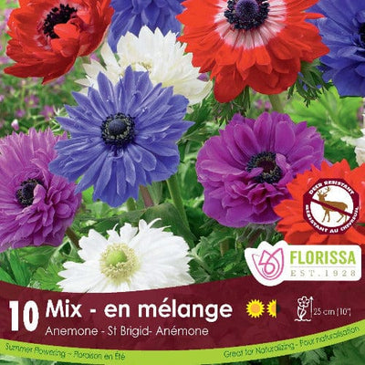 Anemone - St. Brigid Mix, 10 Pack