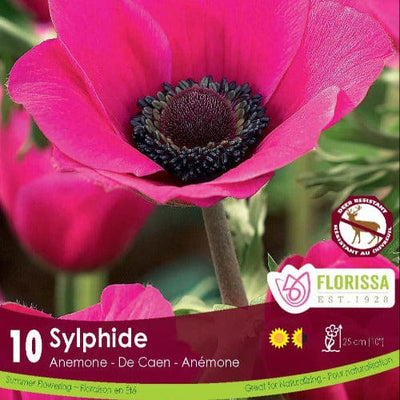 Anemone - Sylphide (Spring), 10 Pack