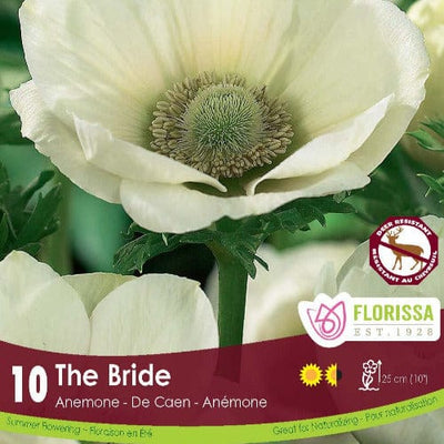 Anemone - The Bride (Spring), 10 Pack