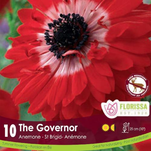 Anemone The Govenor Red Spring bulb