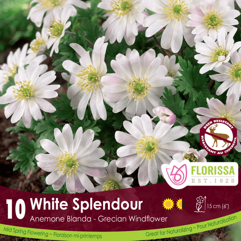 Anemone Fall Planting Blanda White Splendour 