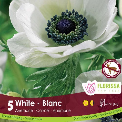 Anemone - White (Spring), 5 Pack