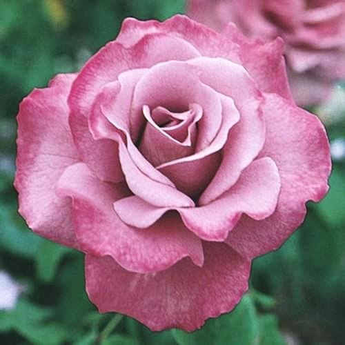 Lavender Floribunda Angel Face - Weeks Rose